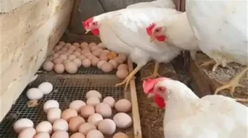 أسعار قياسية.. تعرف على تحديثات الدواجن والبيض اليوم الخميس 11 ديسمبر 2025